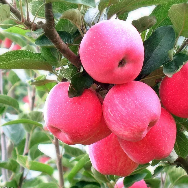 九月苹果树管理要点
