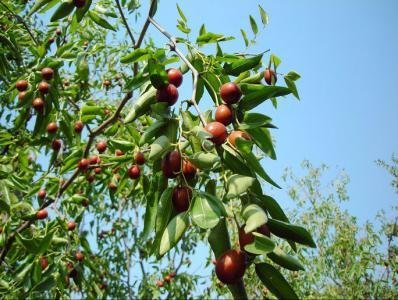 枣树长“疯”了怎么办
