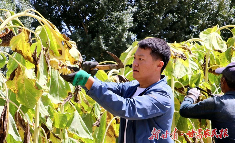 民勤 向日葵开出“致富花”

