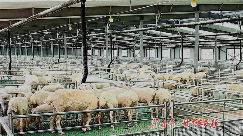 山丹 奏响致富“牧羊曲”