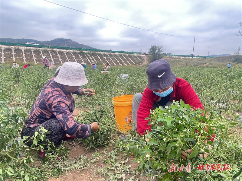 庄浪：订单辣椒喜丰收