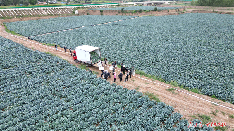 ​庄浪：高原夏菜秋收忙