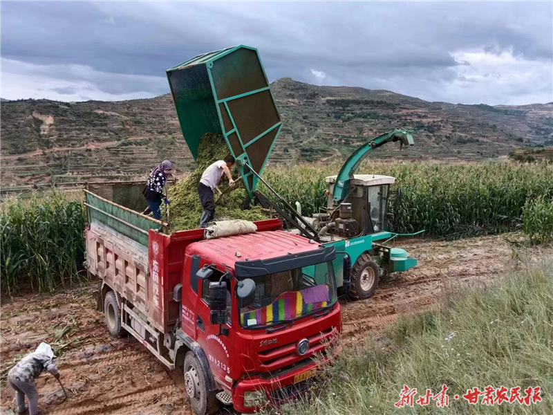 庄浪：饲草青贮奏响产业发展“秋收曲”