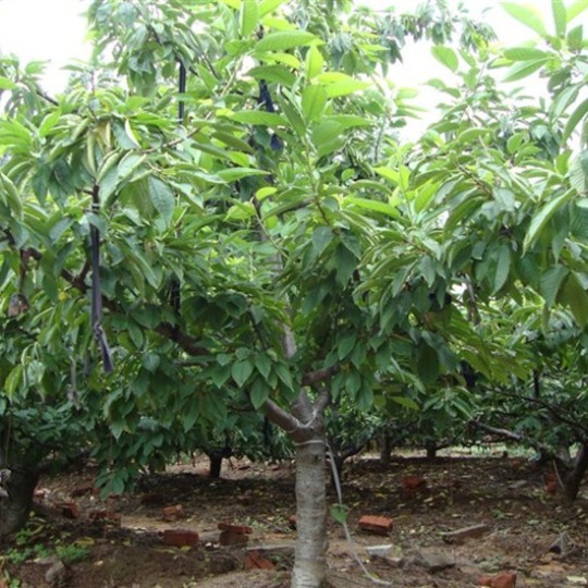 樱桃树秋季管理很关键