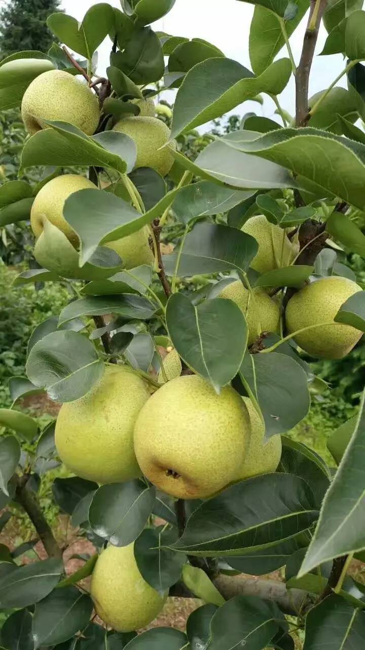 梨树白粉病防治方法