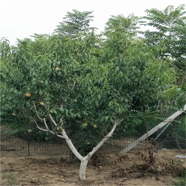 桃树选基肥 门道有很多