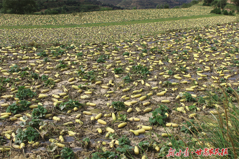 庄浪：西葫芦丰收鼓起农民“钱袋子”