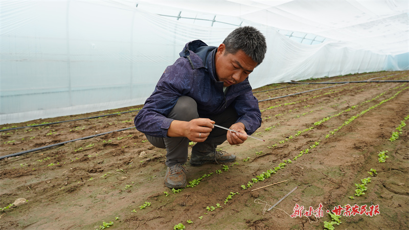 静宁：巧打“时间差” 季季都生金