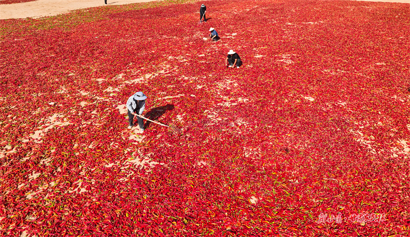 高台县举办辣椒产业推介会