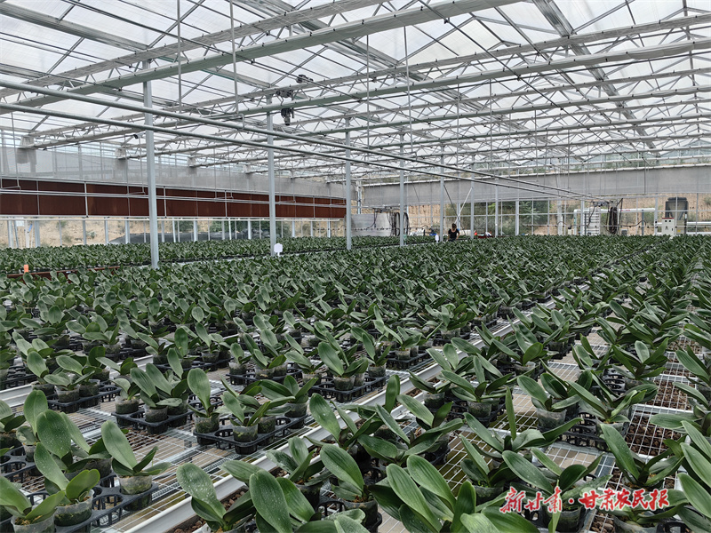 庄浪：“20条路径”助推村级集体经济稳步增长