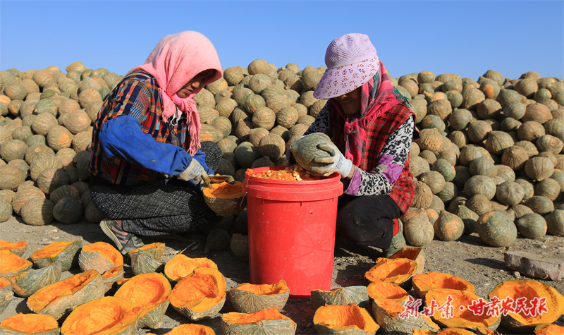 精选制种南瓜籽