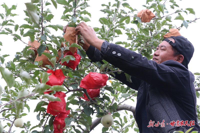 静宁：苹果俏枝头 果农“备货”忙
