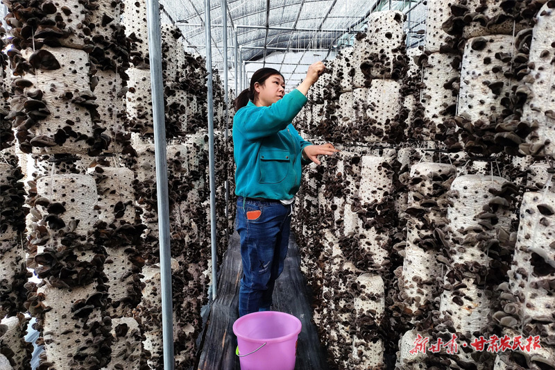 庄浪：“税管家”走进产业园 小木耳种出“致富路”