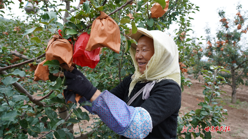 静宁：金秋果飘香 果农摘袋忙