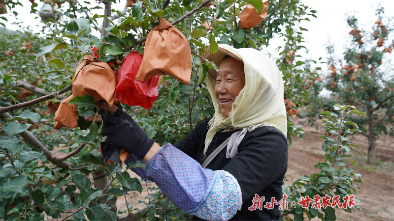 静宁：金秋果飘香 果农摘袋忙
