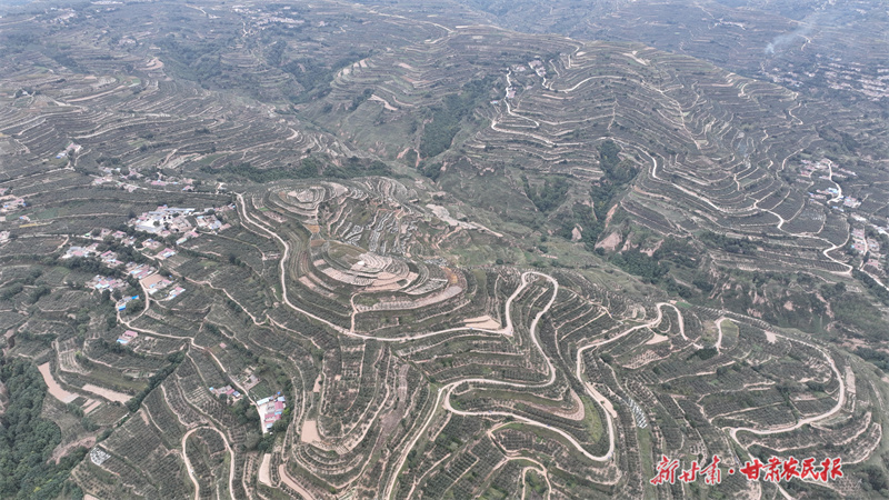 庄浪：果农忙取袋 梯田绘丰景