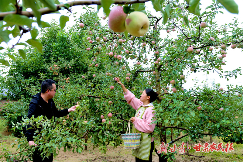 果农采摘苹果