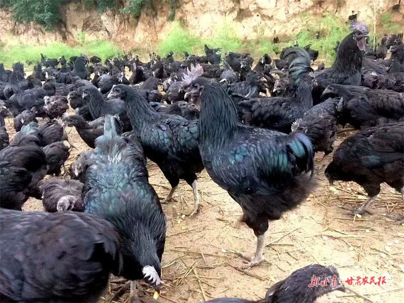 麦积区渭南镇西湖湾村： “多点开花” 助推村集体经济发展