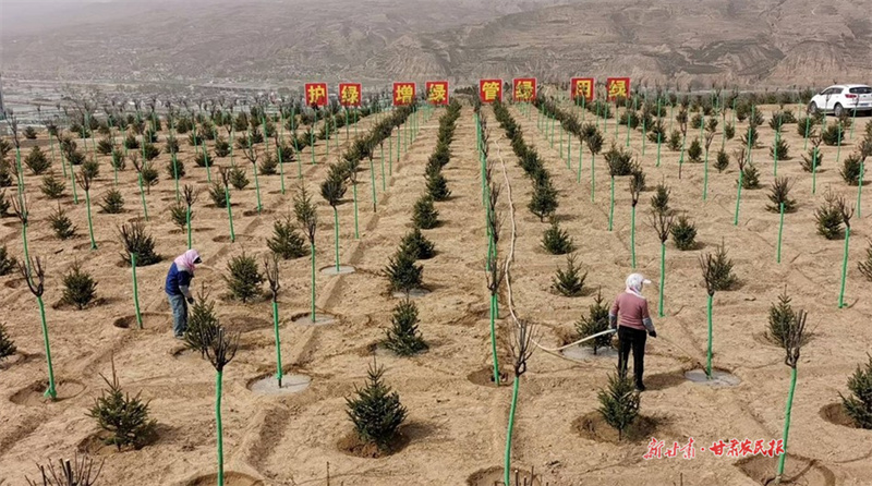 甘谷：秋季造林早安排、早行动