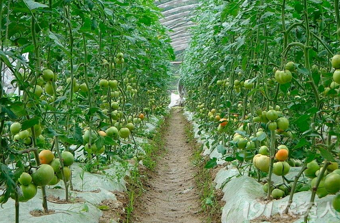 秋季蔬菜咋管理 这些重点要记牢
