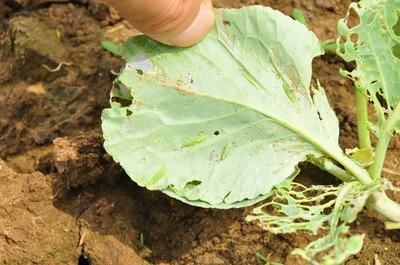 天气转凉小心害虫“趁虚而入”
