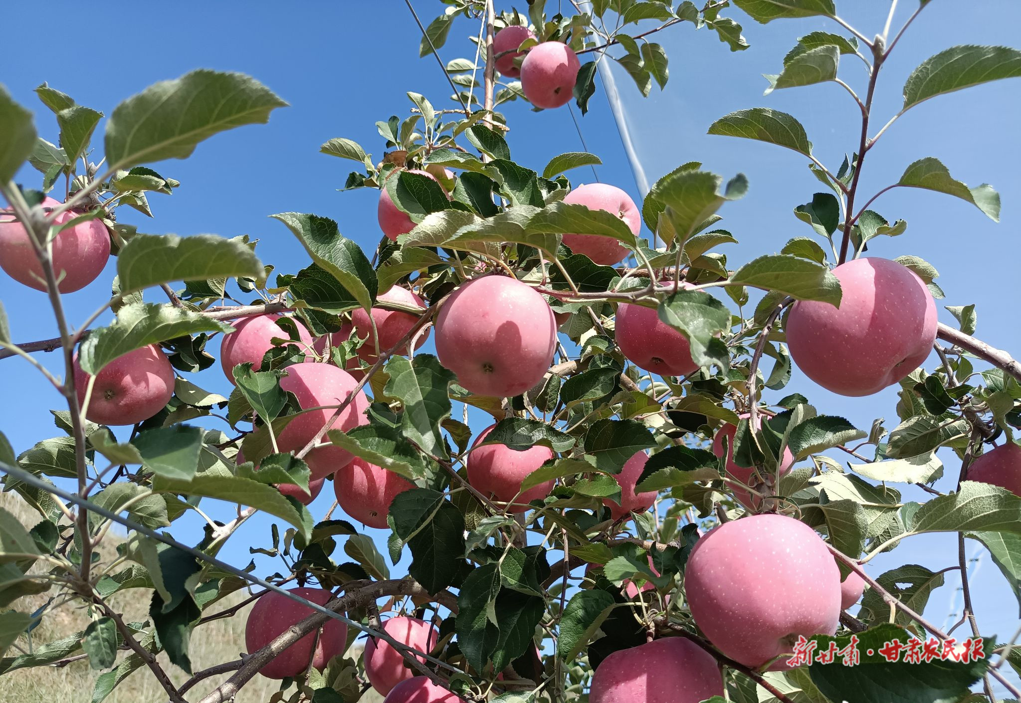 甘谷：富士苹果陆续开园采摘
