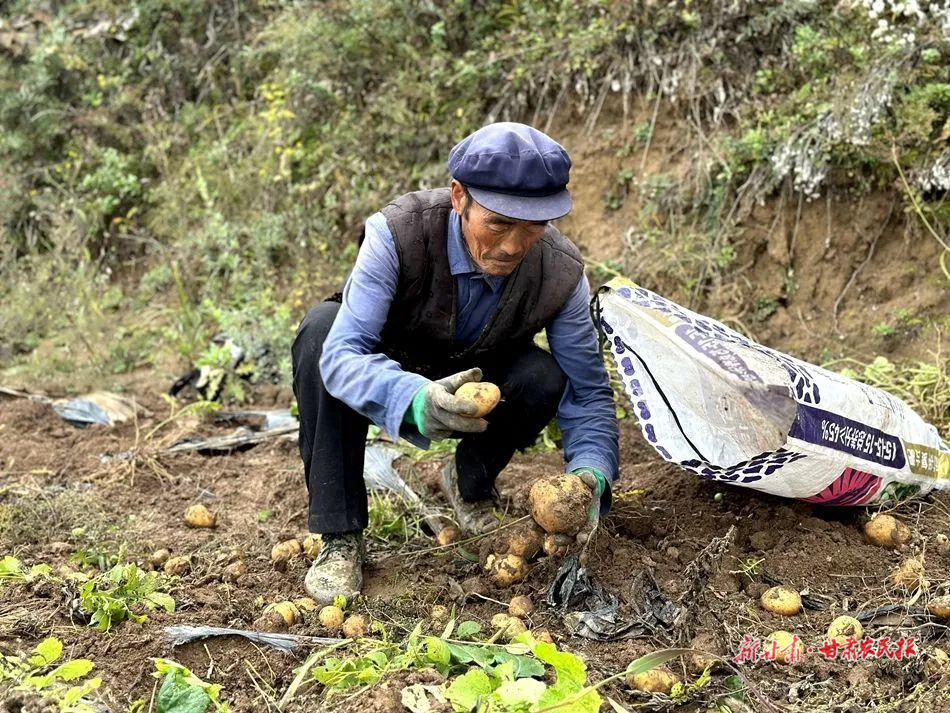 麦积区五龙镇：秋日田野“丰”景美 土豆玉米迎丰收