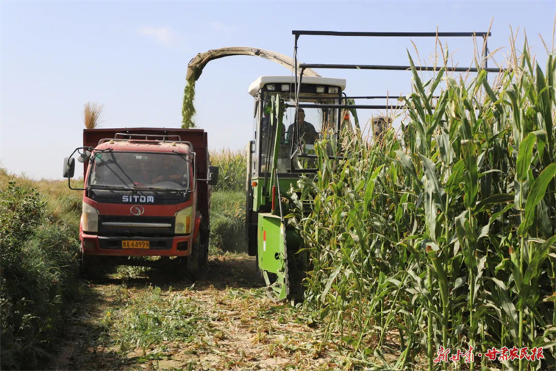 瓜州县河东镇：“种养循环”模式铺就致富“牛路子”