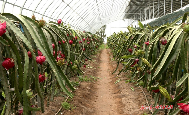 甘谷：火龙果喜获丰收 采摘尝鲜正当时