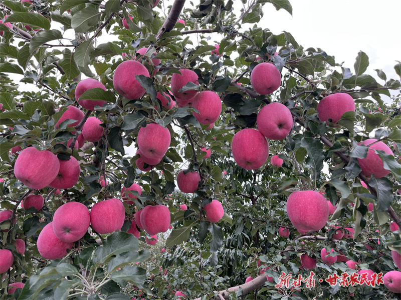 庄浪：梯田苹果喜丰收