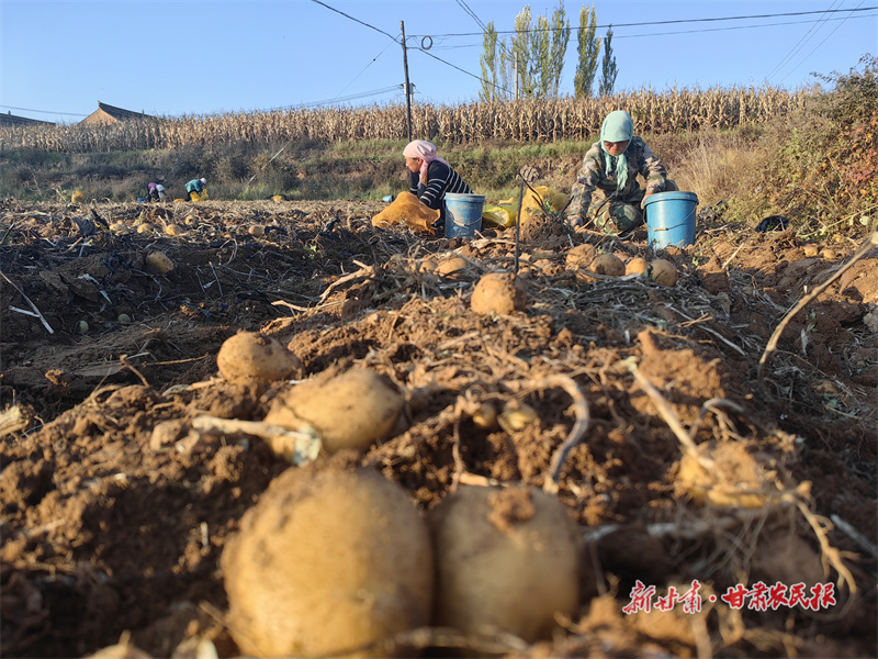 庄浪：36.5万亩马铃薯收获忙