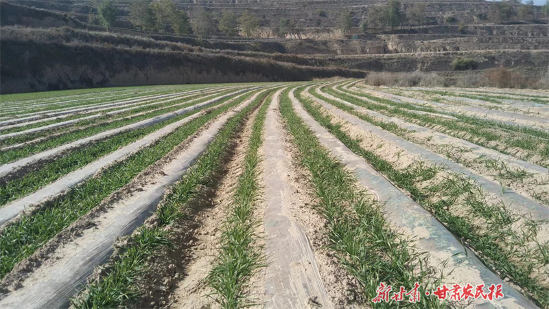 静宁：加速老果园改造助产业发展