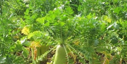 地里的萝卜发烂发臭，怎样防治
