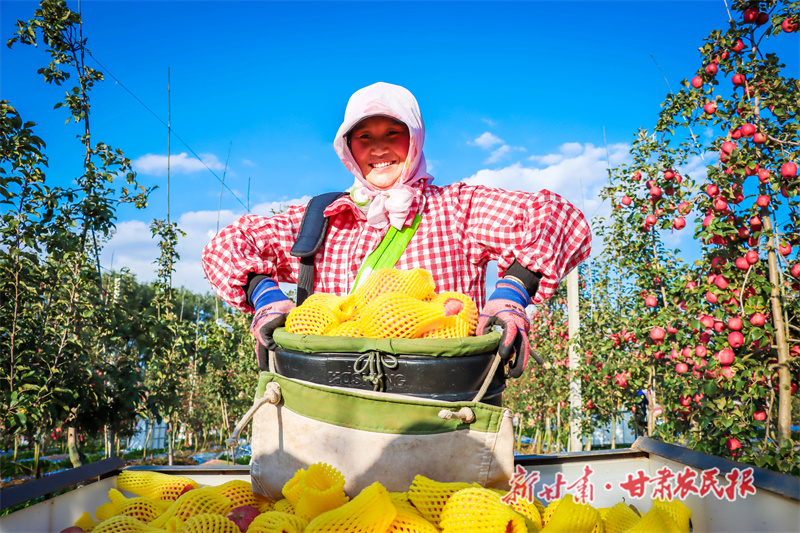 “苹”添秋色“丰”景美