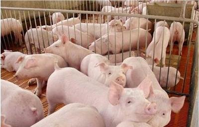 如何防治猪轮状病毒病？