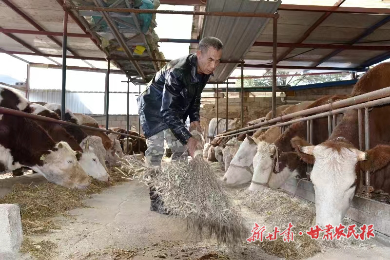 闫任龙的“养牛经”