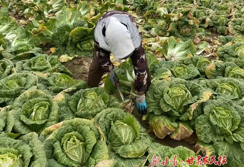 静宁：冬菜丰收菜农乐