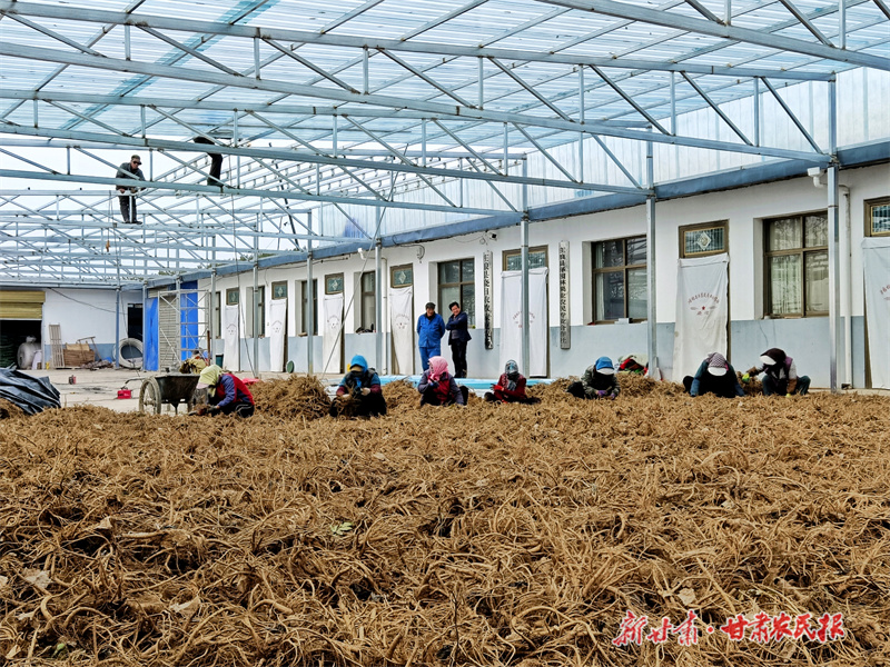 庄浪：独活飘香抢收忙