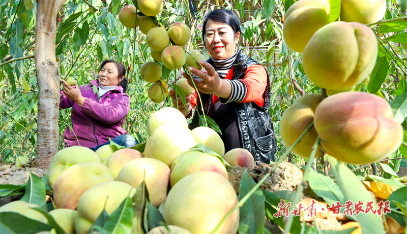 采摘成熟的“甘泉雪桃”
