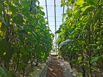 冬季种植日光温室蔬菜如何施肥？