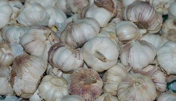 越冬大蒜的管理方法