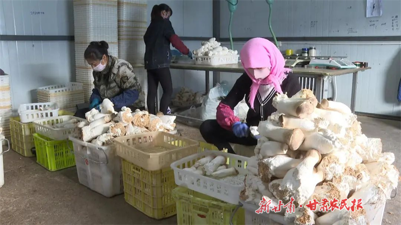 永昌：智能工厂种出“致富菇”