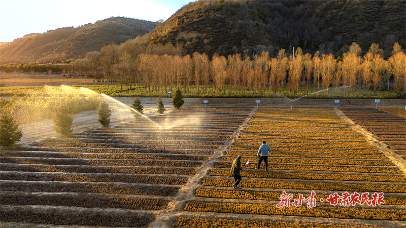 保障林木安全越冬