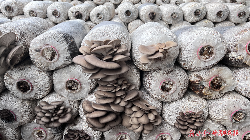 崆峒区：小蘑菇撑起“致富伞”