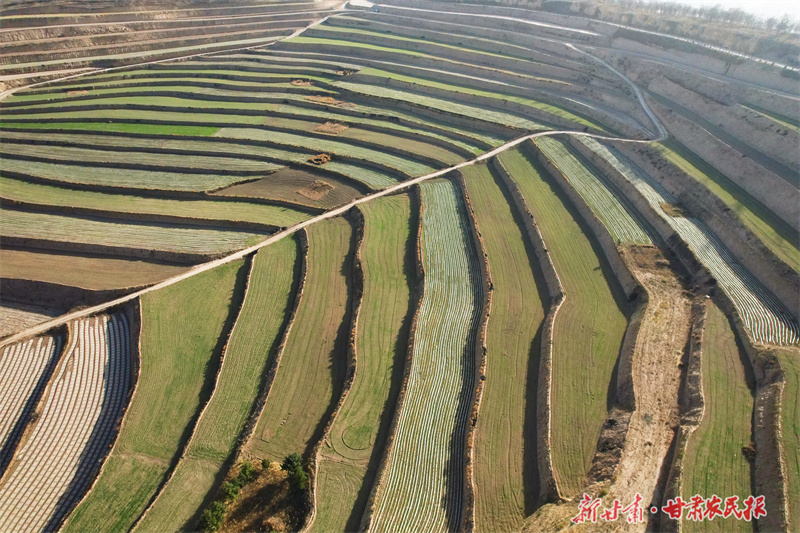 静宁：冬日的高标准梯田壮美如画
