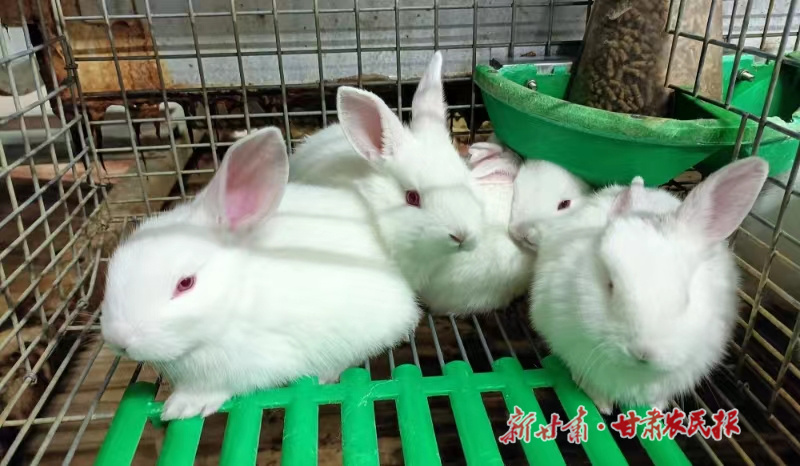 武都区：肉兔“蹦”出大产业