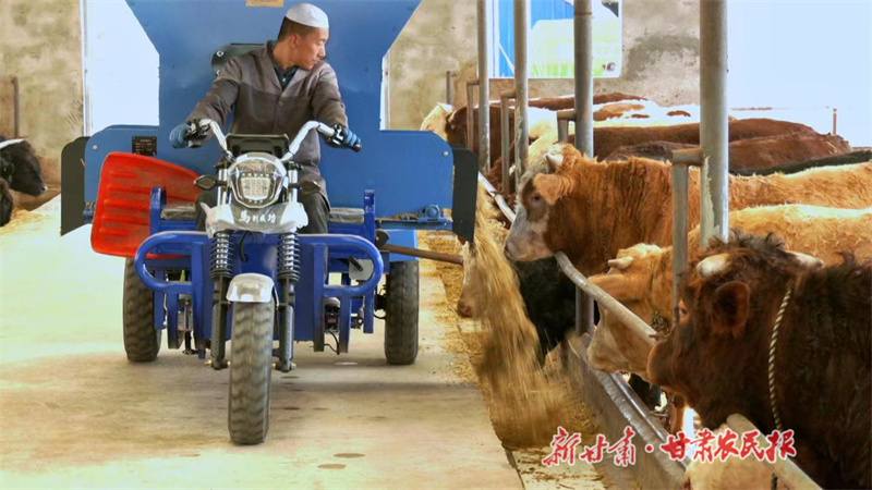 广河：农场养殖“牛”劲足 产业发展有“犇”头