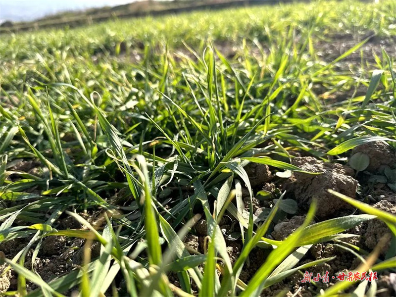 麦积区：冬小麦发芽吐绿 长势喜人