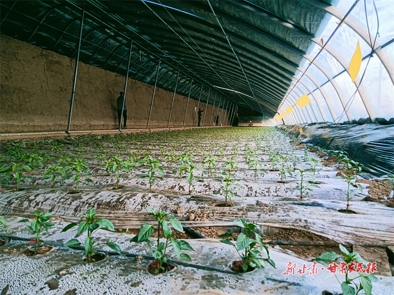 崆峒区：“冬闲田”变“增收田”