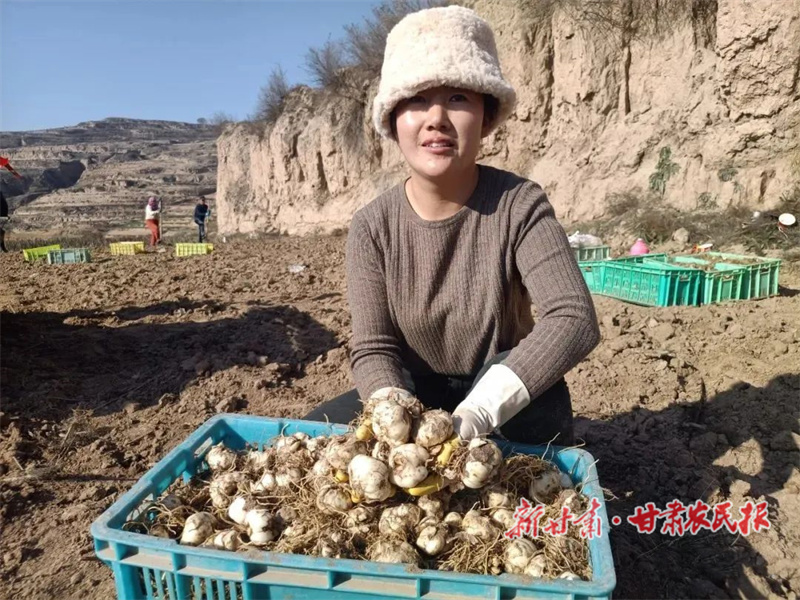 包红：致富路上的“百合姑娘”